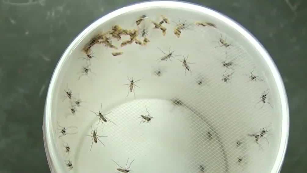 Des Moines zvýšit léčbu proti komárům poté, co se v některých případech objevil Západní Nil