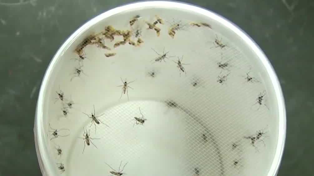 Des Moines zvýšit léčbu proti komárům poté, co se v některých případech objevil Západní Nil