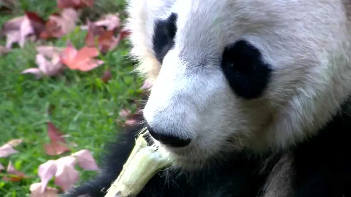 Smithsonian's National Zoo saying bye-bye to Bei Bei the giant panda ...