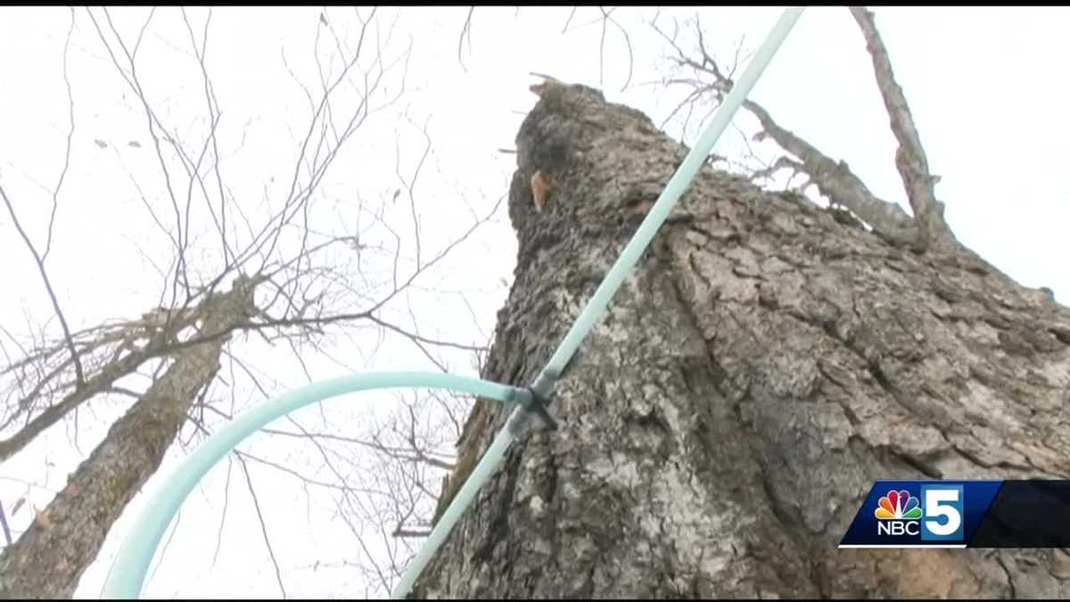 Warming winters could stress sugaring, forests in Northeast