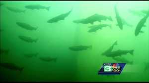 NorCal fishing businesses prepare for ‘salmon shock’