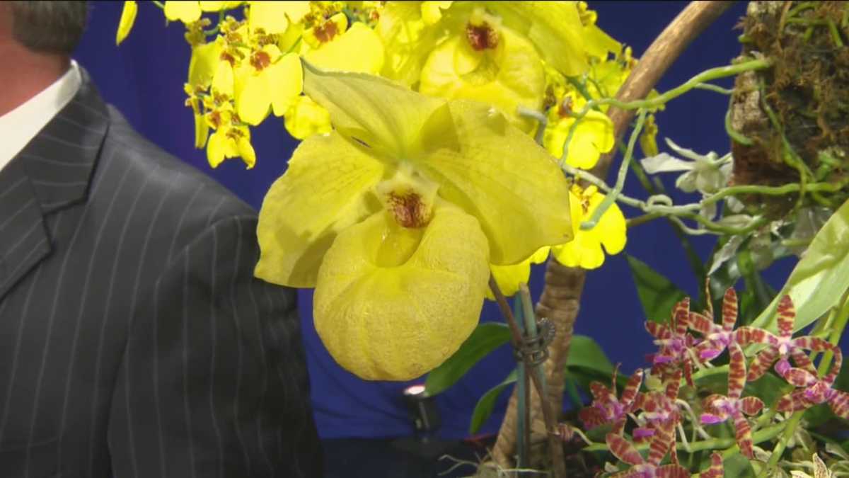 Sacramento Orchid Show takes full bloom this weekend