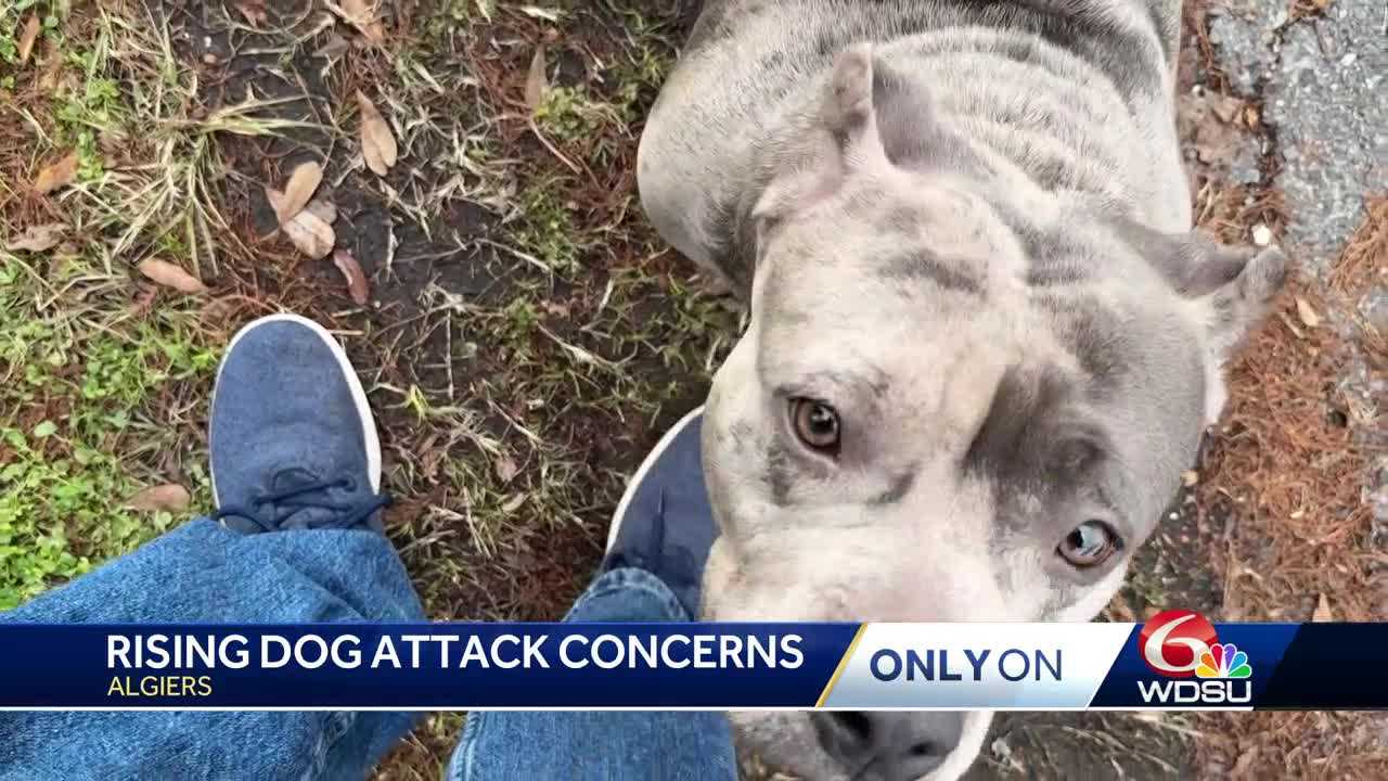 New Orleans neighbors express concern over dogs running at