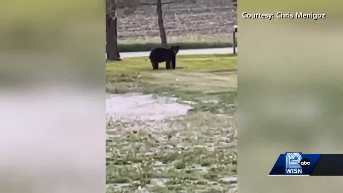 Bear Spotted Around Lake Mills Area