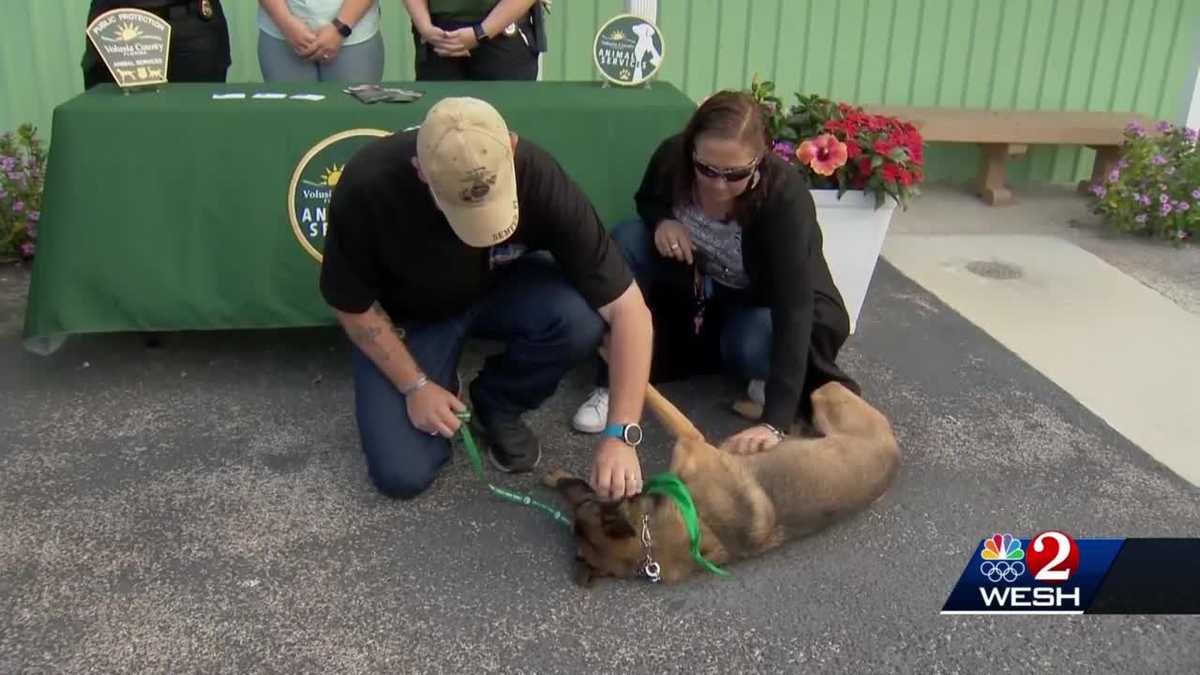 Dog thrown over Daytona Beach motel balcony finds home with disabled veteran