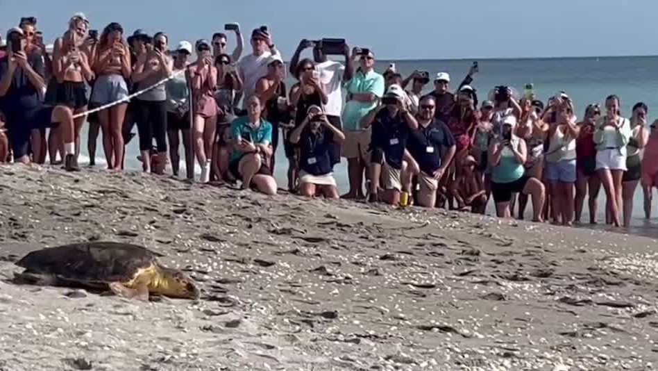 Sea turtle released back into the Atlantic near Juno Beach