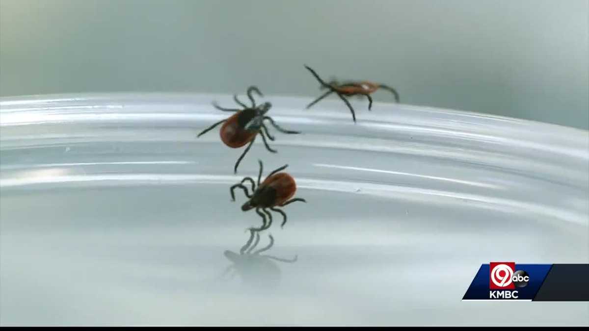Expert Ticks can latch on anytime you brush up against vegetation