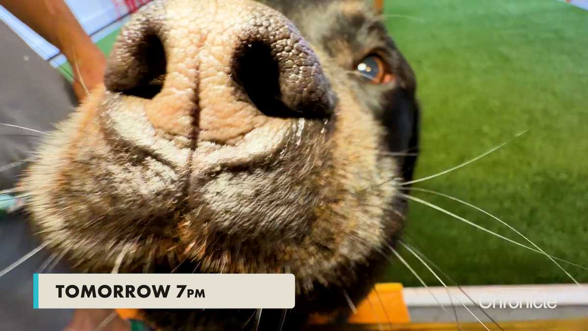Tuesday on New Hampshire Chronicle - Bark and Bevy