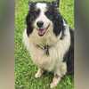 Oklahoma dog Rio found 1,000 miles away in Greensboro, reunited with owner