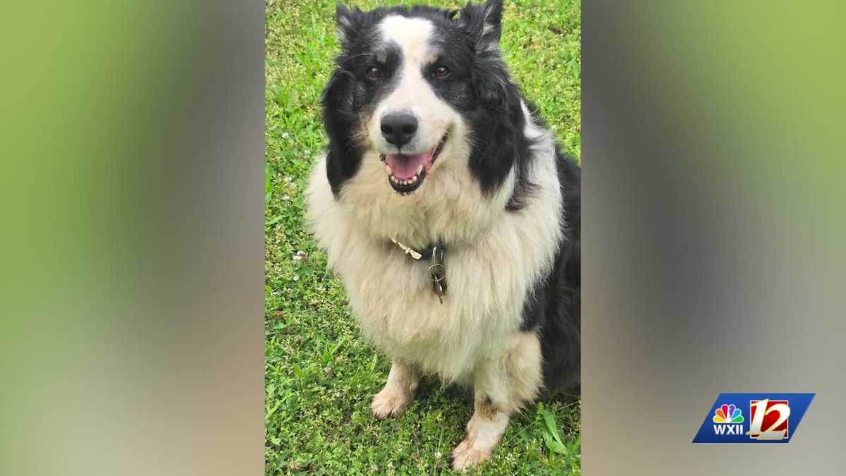 Oklahoma dog Rio found 1,000 miles away in Greensboro, reunited with owner