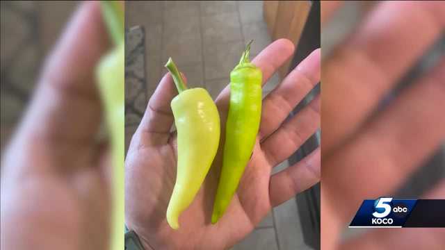 Oklahoma gardeners confused after purchased jalapeños grow into wrong kind of pepper - Vimarsana News