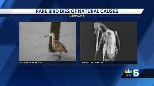 Marbled Godwit found in Vermont died of natural causes, lab results reveal - Vimarsana News