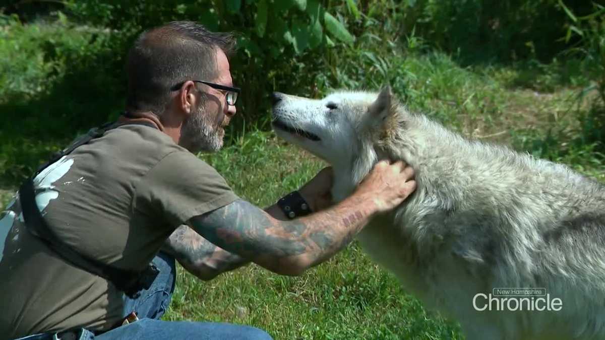 Wolf sanctuary in Massachusetts offers families unique summer day trip option