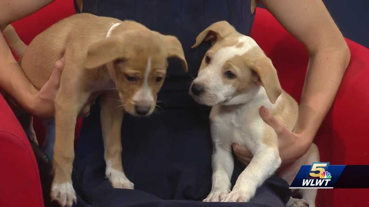 Stray Animal Adoption Program introduces new dogs