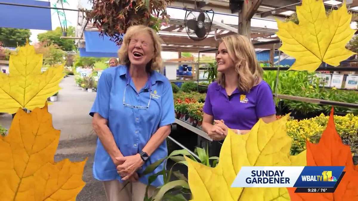 Sunday Gardener: Planting for fall temperatures