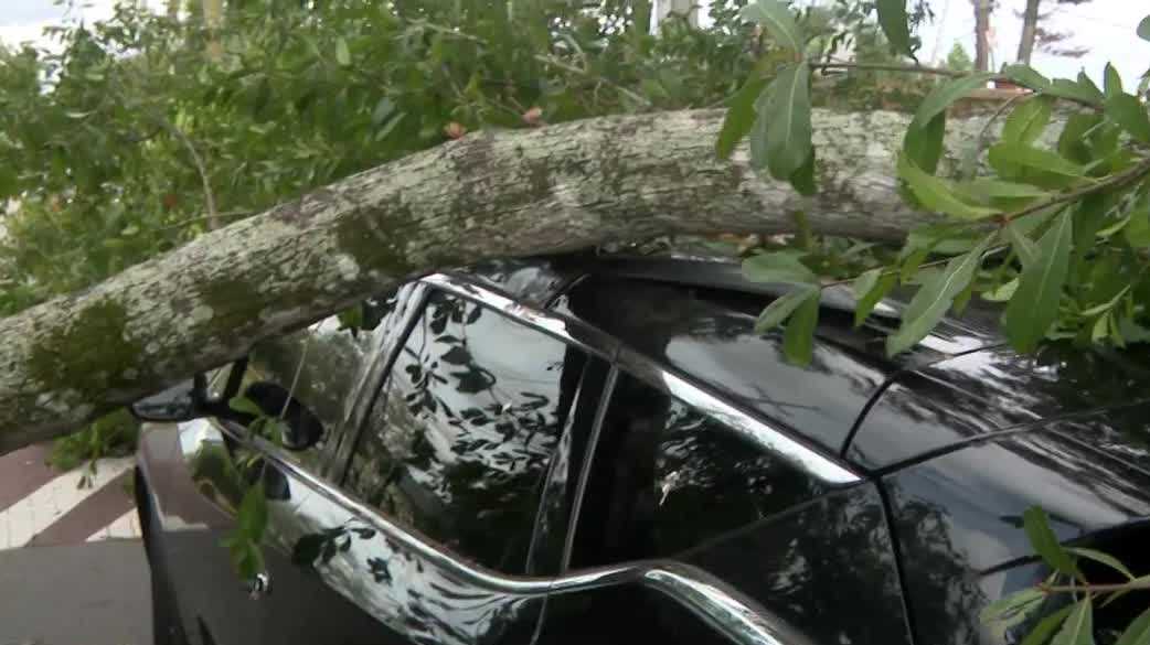 Orlando neighbors demand removal of rotting tree after it crushes car