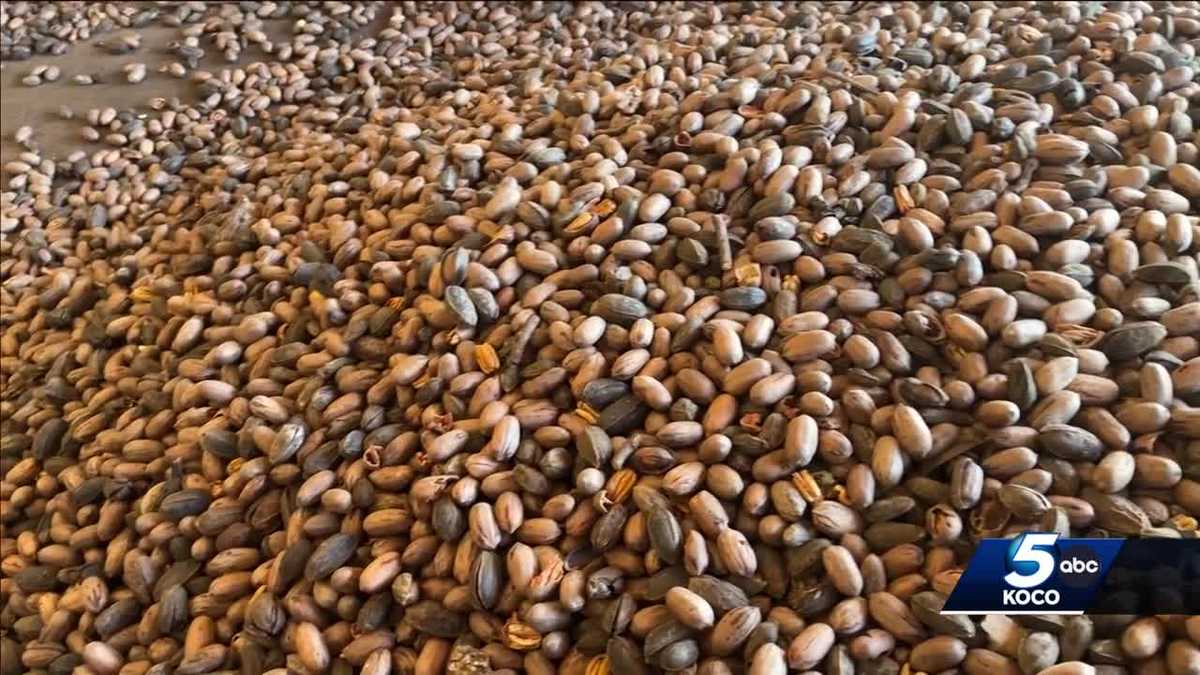 Oklahoma weather conditions create ideal environment for pecans