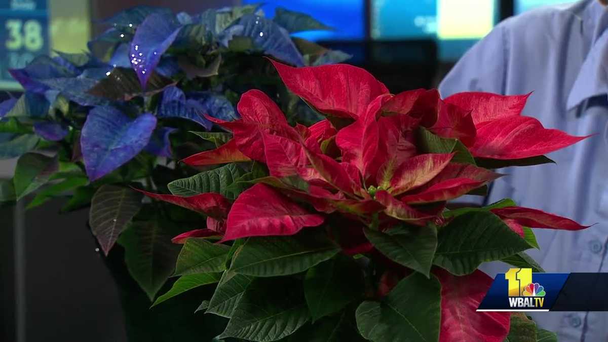 Plant Questions Are poinsettias poisonous to pets?