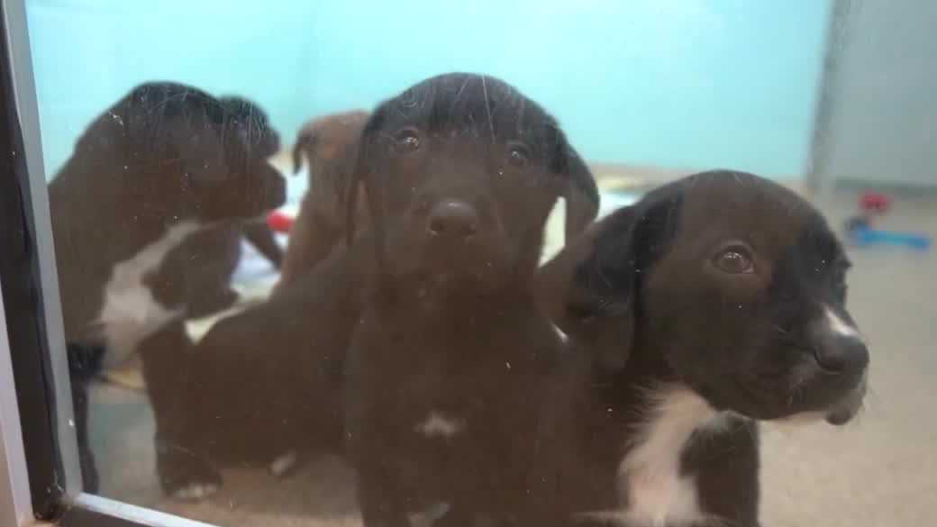 New laws in Florida target animal cruelty and medical billing