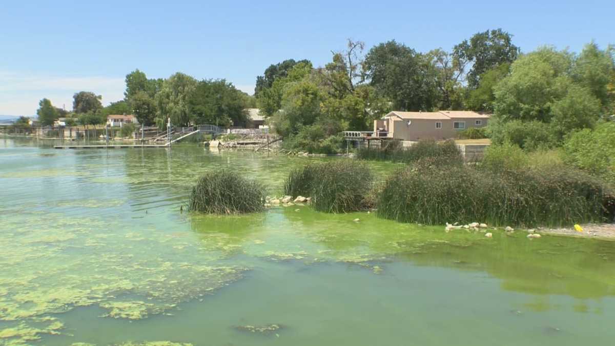 What's to blame for algae growth in Clearlake?