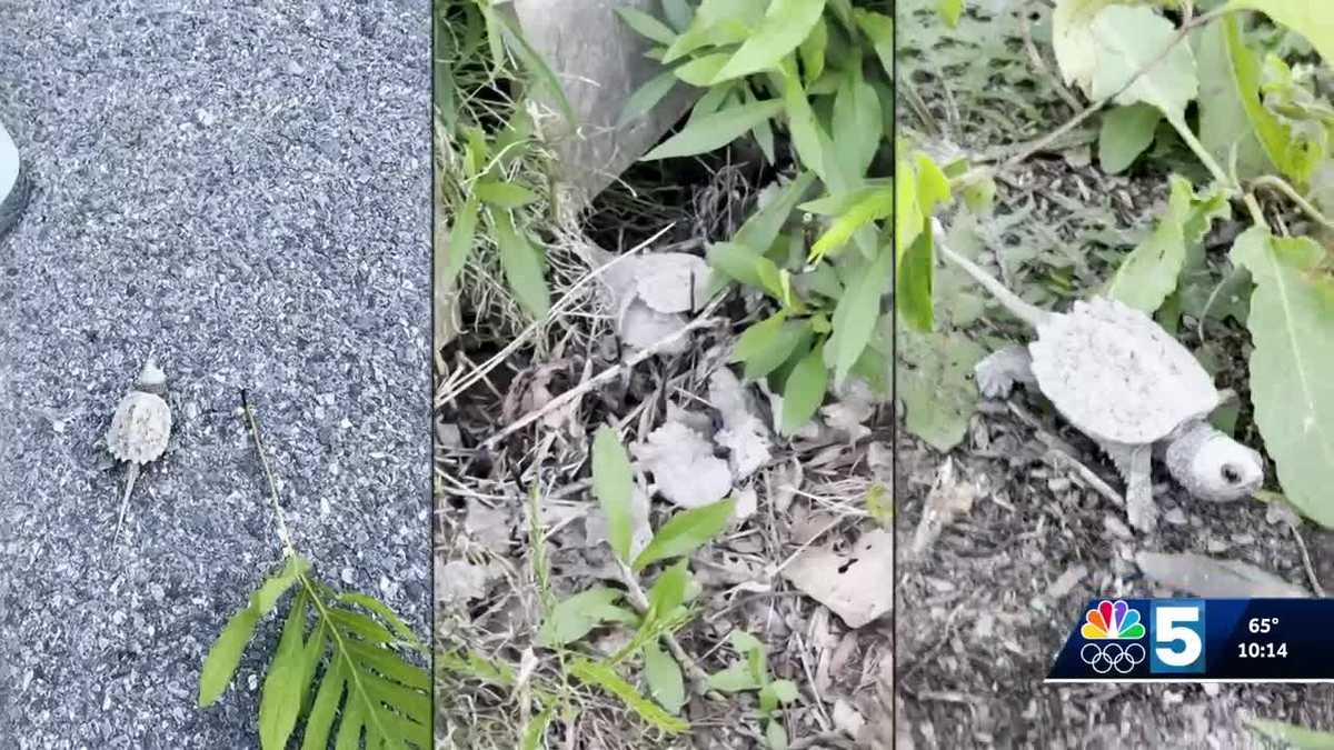Watch out for baby snapping turtles hatching near the Burlington bike path