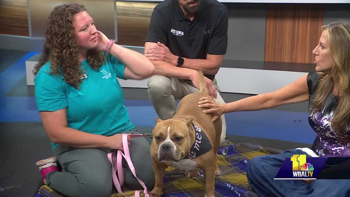 National Dog Day at the Rotunda