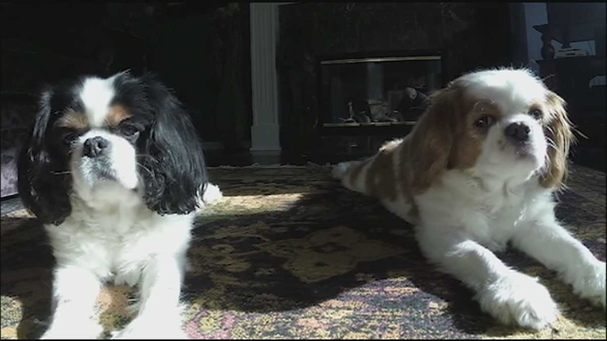 Dog food lawsuit has pet owners talking