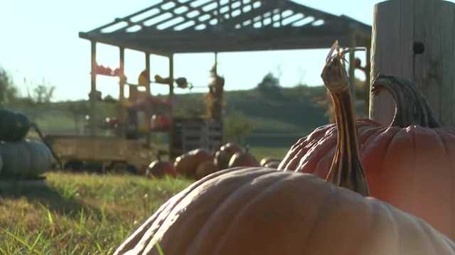 Pumpkin patches, apple orchards adjust for weekend's cold weather - Vimarsana News
