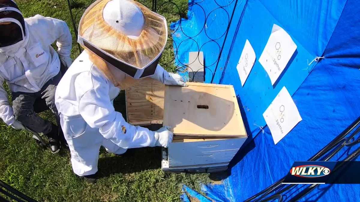 West Louisville teen turned beekeeper raising money to attend Trinity