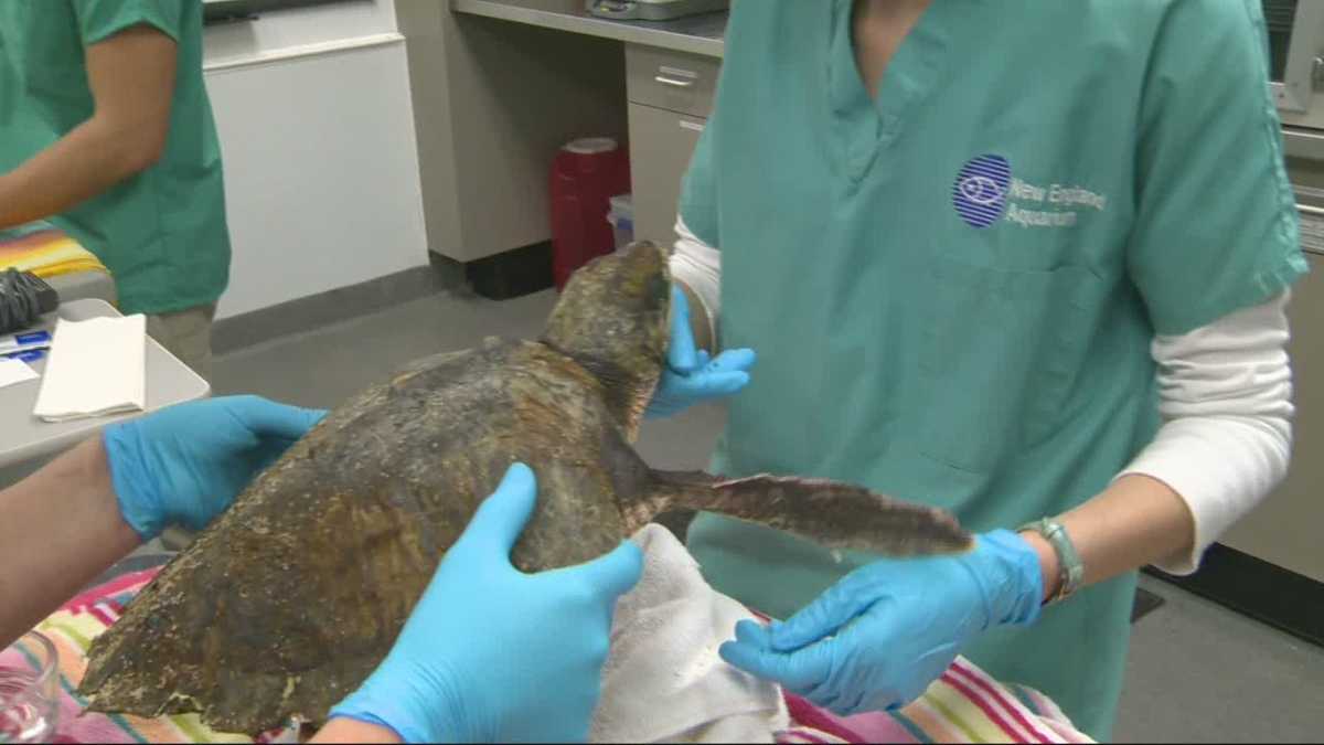 Rare sea turtles rescued on Cape Cod