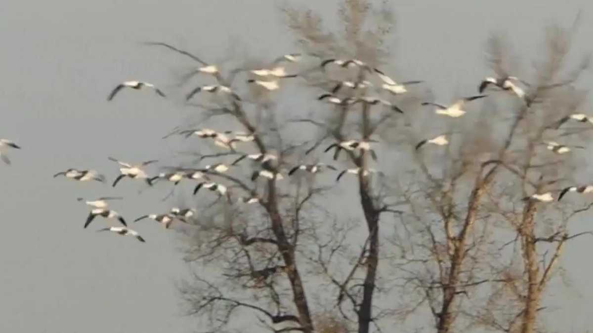 Thousands of geese die in toxic pit