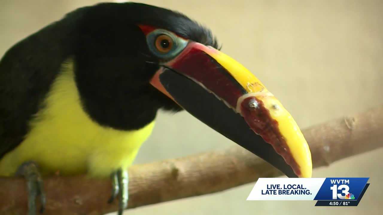 News We Love: Bird thrives after receiving custom prosthetic beak