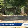 Loose and stray dogs raise safety concerns in Tarrant