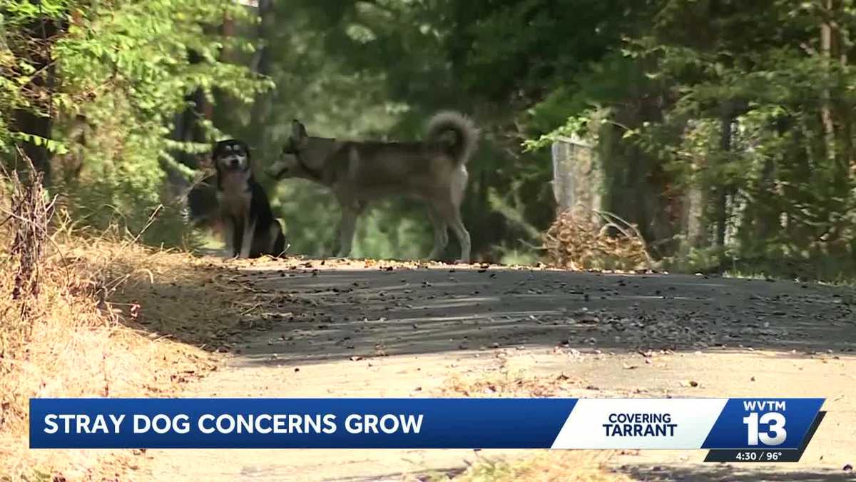 Loose and stray dogs raise safety concerns in Tarrant