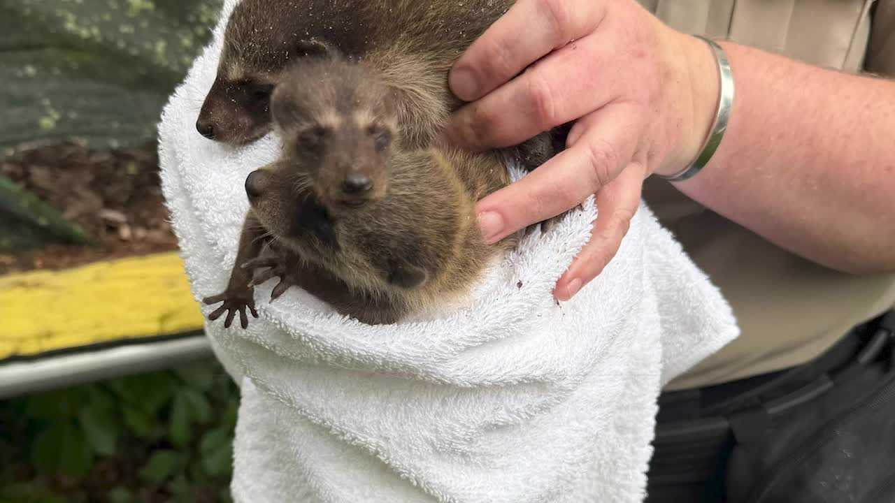 Crews rescue raccoon and kits trapped deep inside a tree