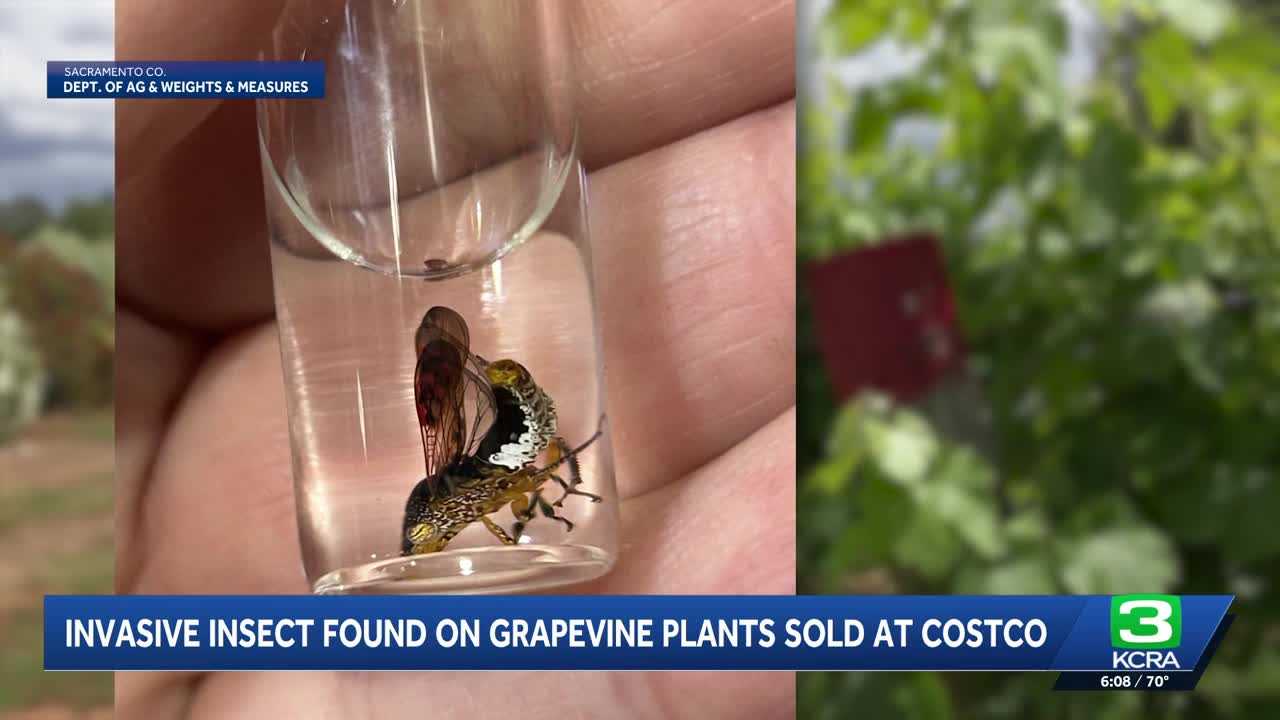 kcra.com - Denzen Cortez - California wine growers warn of invasive pest threat