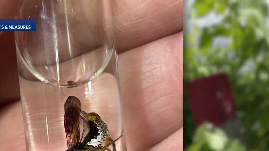 California wine growers warn of invasive pest threat: 'It attacks the vine'