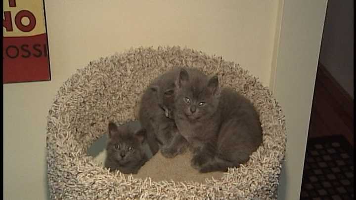 Four little rascals will be up for adoption.