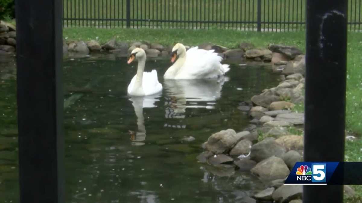 Swanton's swans in need of new winter home