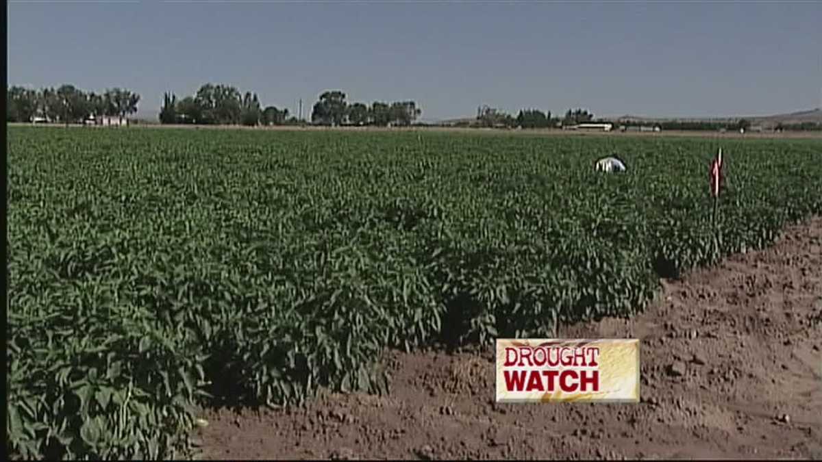 Drought Good for Chile Crop
