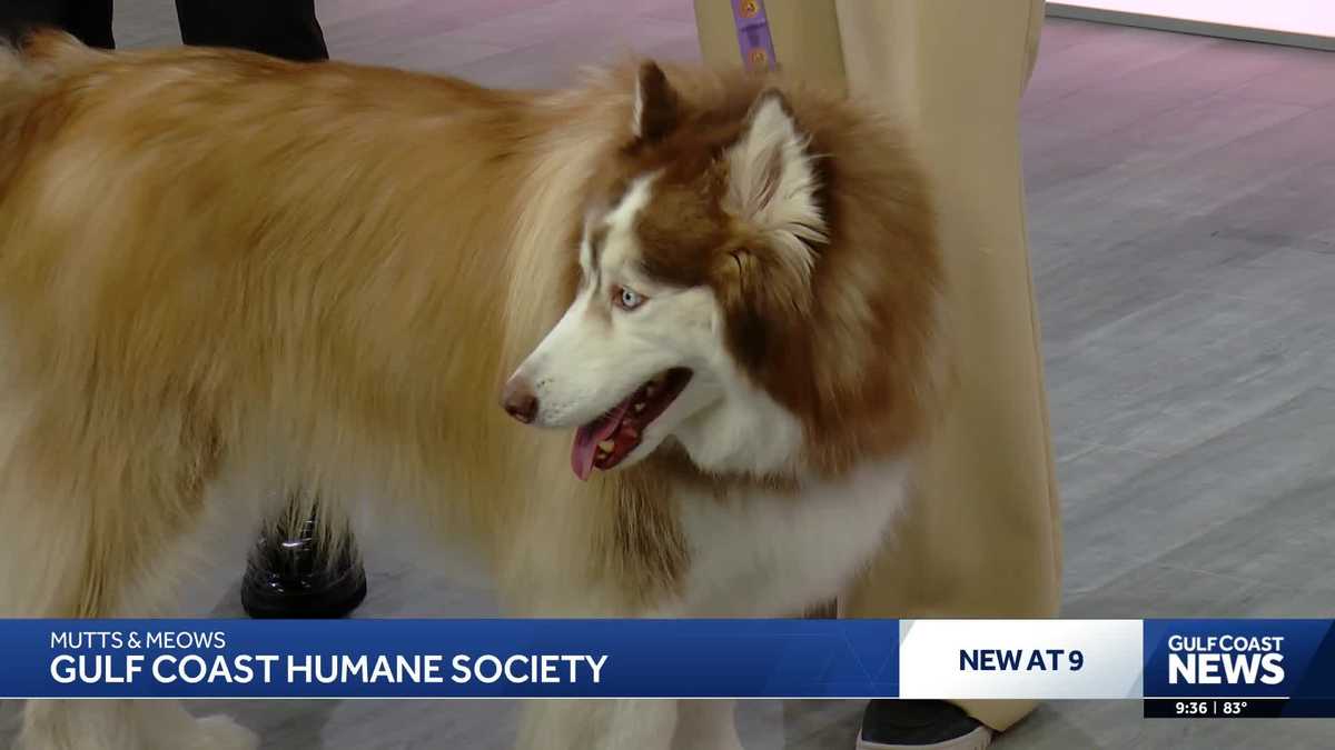 'Mutts and Meows' with Gulf Coast Humane Society: Meet Gator