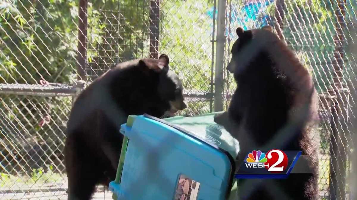 Video shows bears trying to unlock garbage can with peanut butter