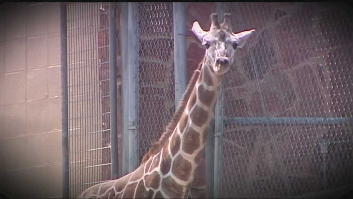 Oklahoma City Zoo responds to baby giraffe death