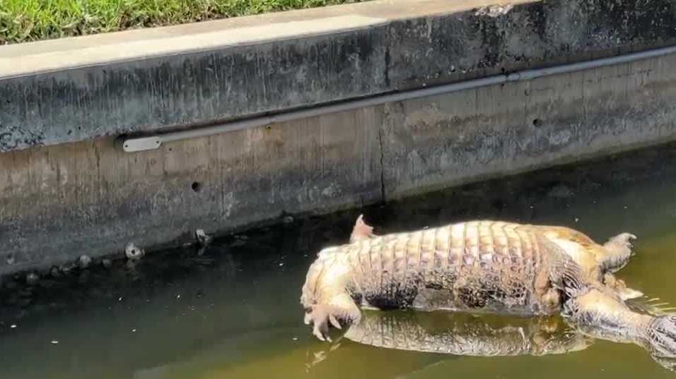 Mystery in the water Headless alligator alarms Cape Coral residents(02)