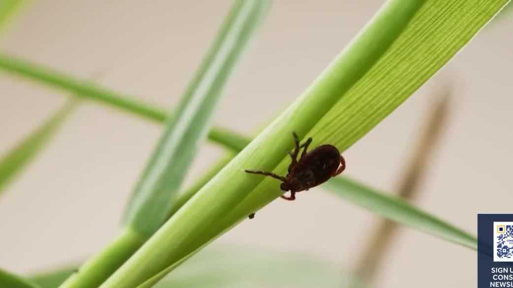 Consumer Reports shares yard maintenance tips to reduce ticks