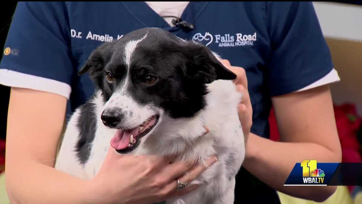 Pet Questions Can dogs catch colds from humans?