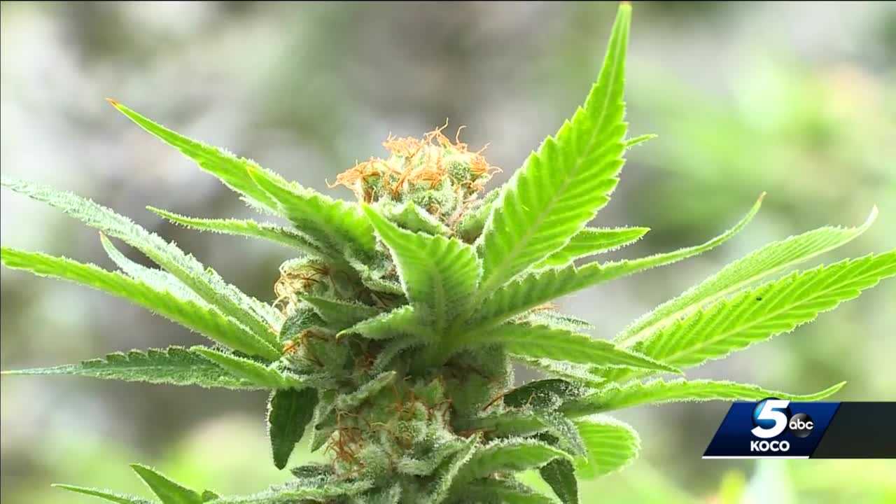 Medical Marijuana Industry Has Booming Impact On Rural Oklahoma