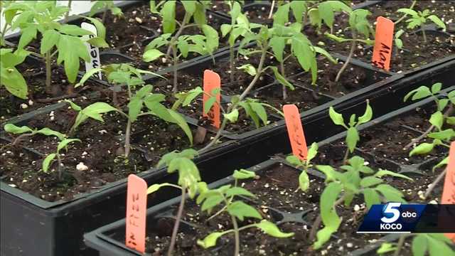 When is it safe to start planting in the spring in Oklahoma? - Vimarsana News