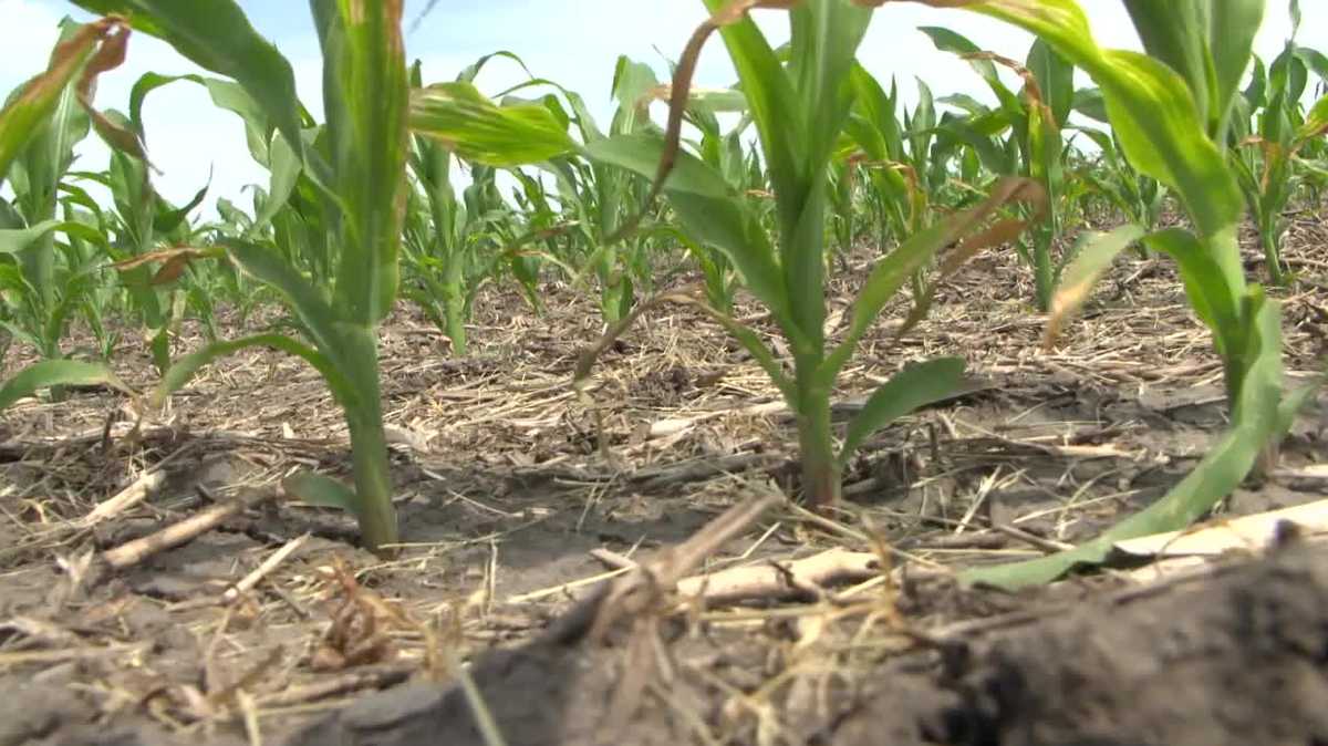 Drier Than Usual May Impacted Crops In Eastern Iowa Farmer Says