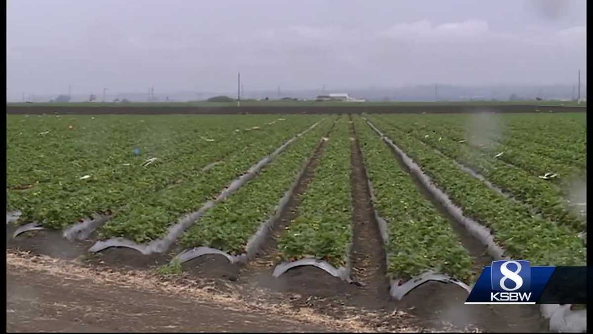 Strawberry growers worried about impact of rain